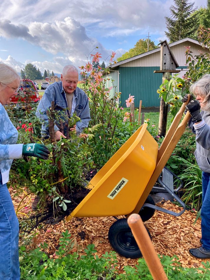 Master gardeners working in garden, yellow wheelbarrow

