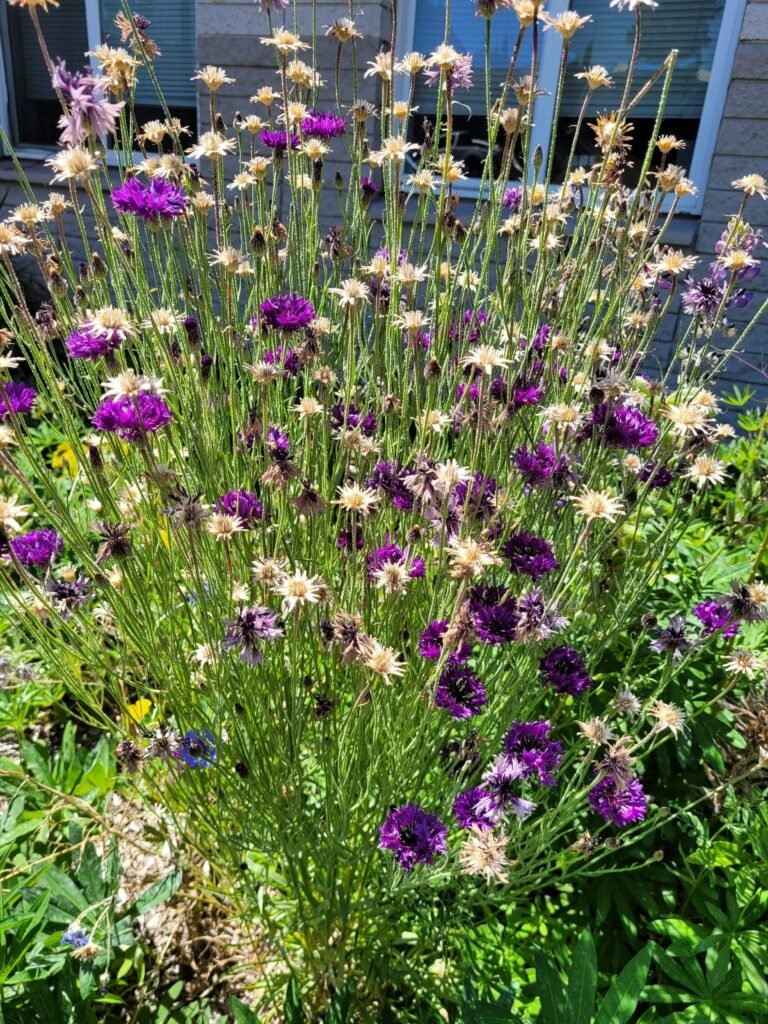 purple and yellow flowers