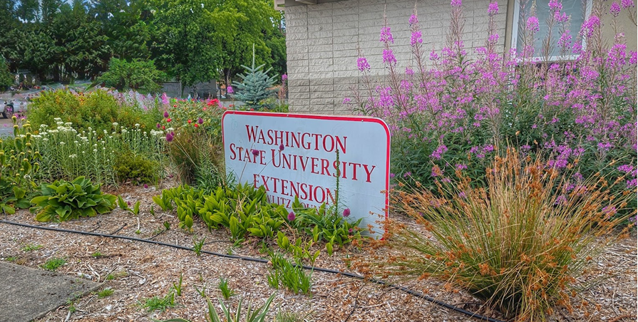 WSU Extension sign surrounded by waterwise garden plants