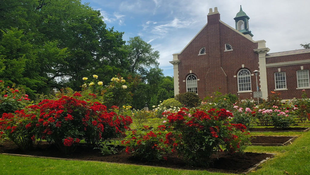 View of rose garden in bloom mid-summer with lush beds of red, yellow, pink, and white roses against the backdrop of the red brick library building.