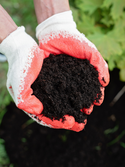 Hands holding soil