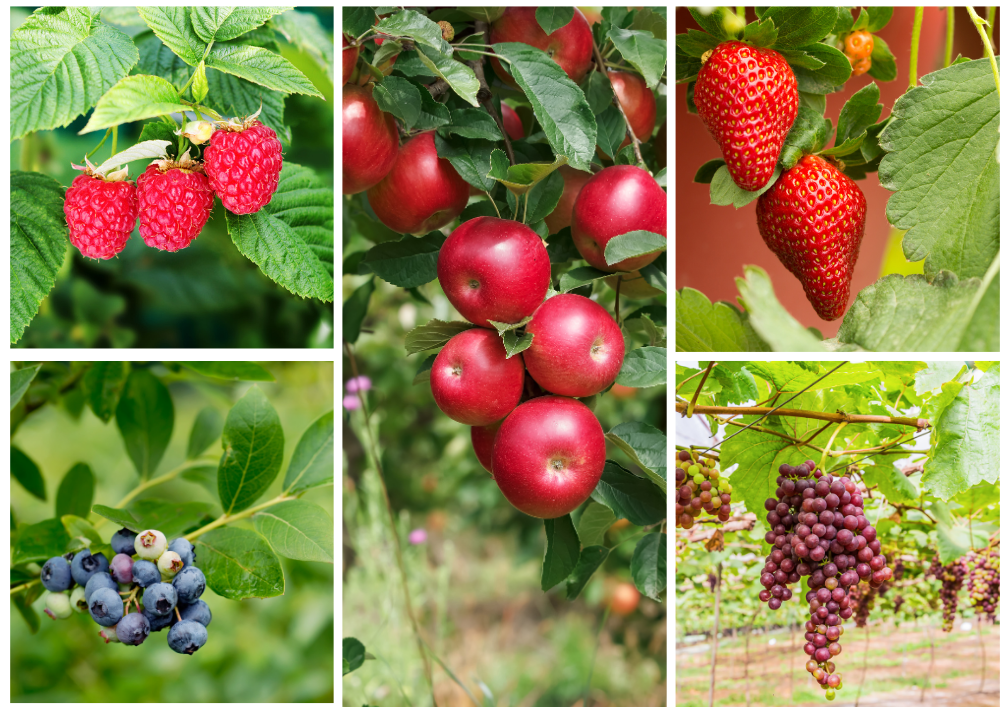 collage of apples, raspberries, bueberries, grapes and strawberries