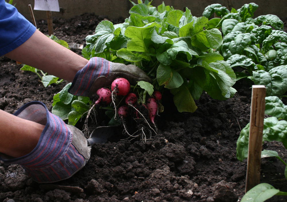 Gloved hands digging up radishes from garden