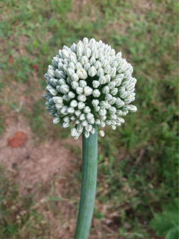 Winter garden garlic
