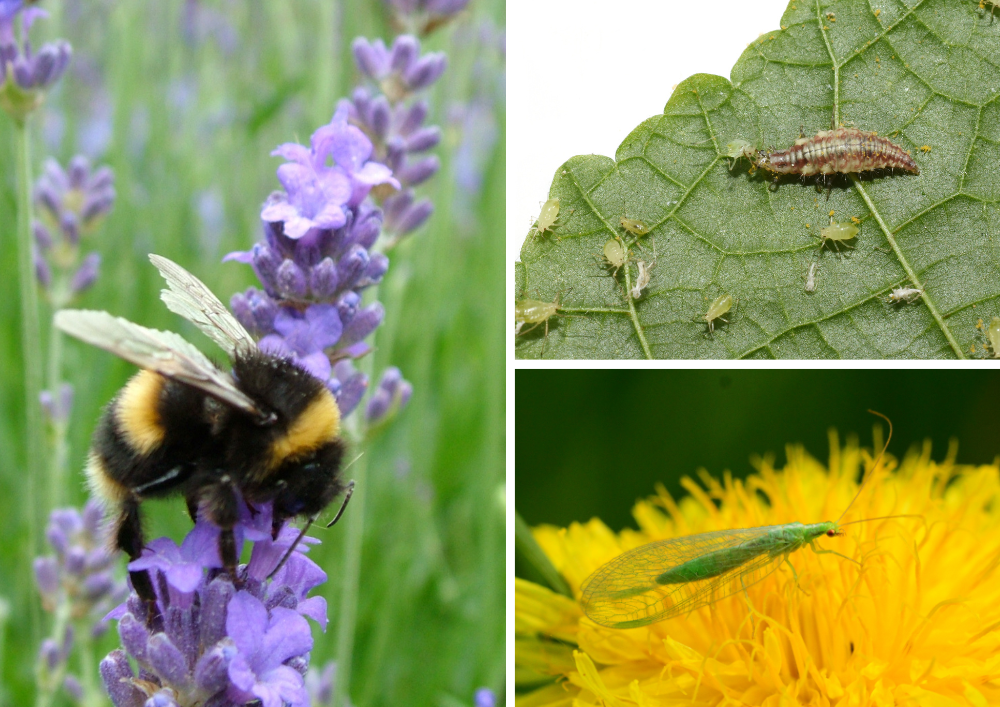 Collage showing bumblebee on purple flower, a green lacewing insect on a dandelion, and a green lacewing larva devouring aphids on a green leaf