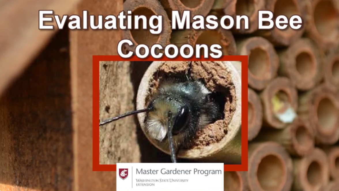 Screenshot-Harvesting-Mason-bee-cocoons
