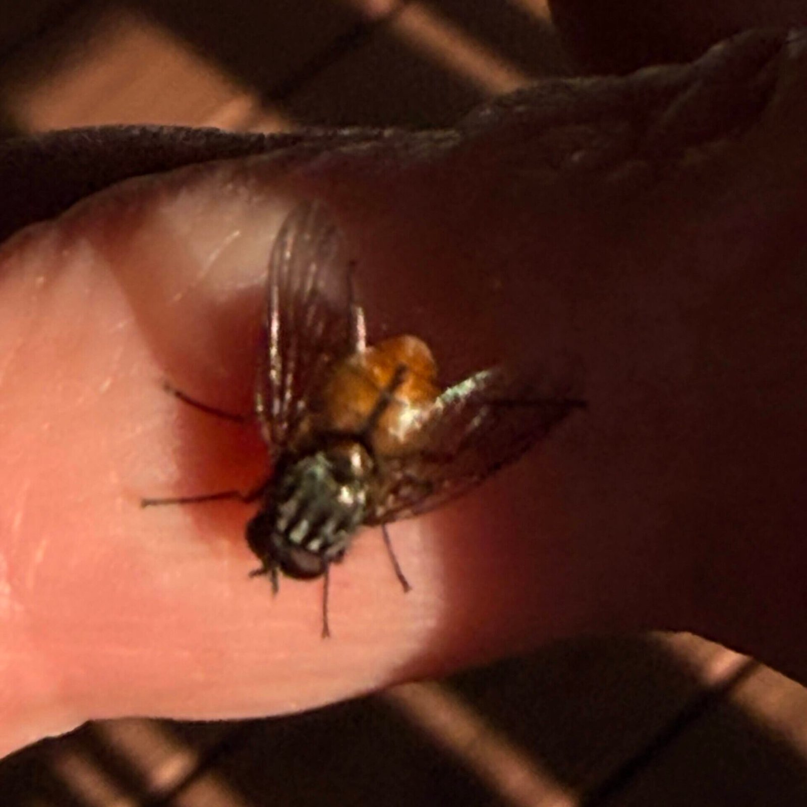 MB sitting on my finger