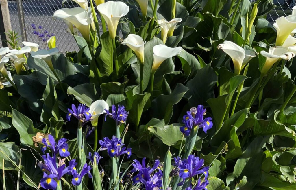 White Calla Lilies with purple irises