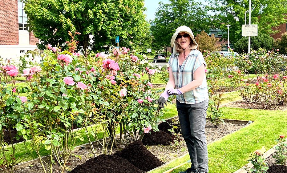 Smiling Master Gardener pruning pink roses.