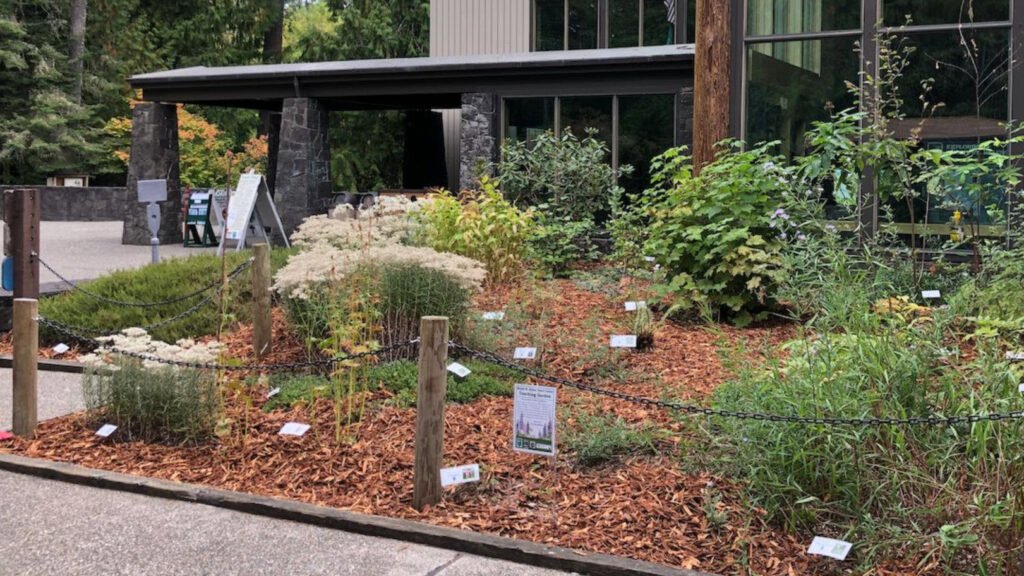 Mt. St. Helens Park office with native plant garden in summer with flowering plants.