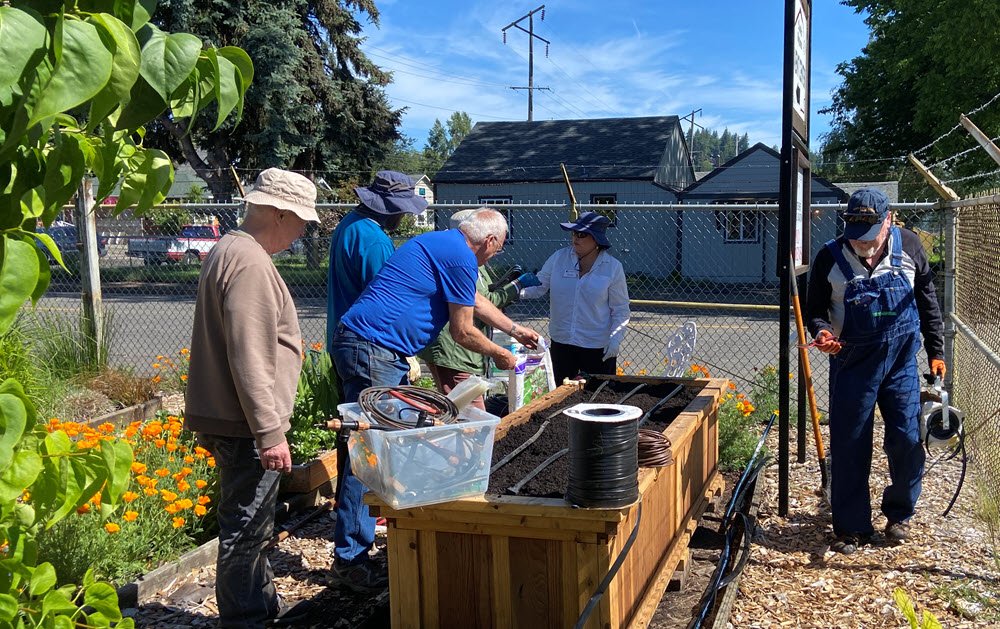 Master Gardeners installing drip irrigation in an elevated, accessible wood raised bed